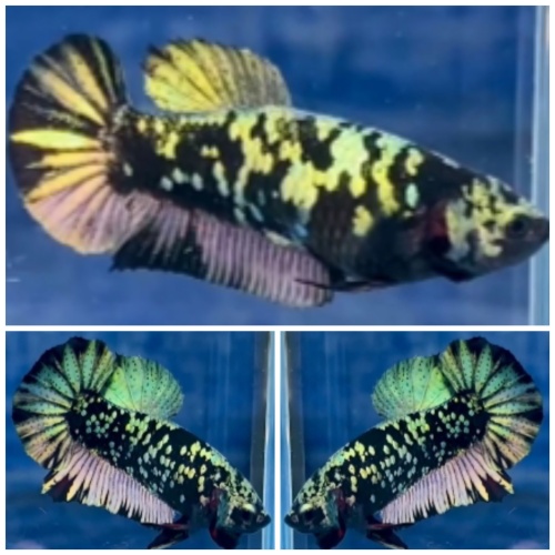 Pair Avatar Copper