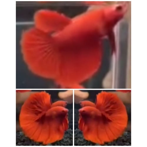 Pair Super Red