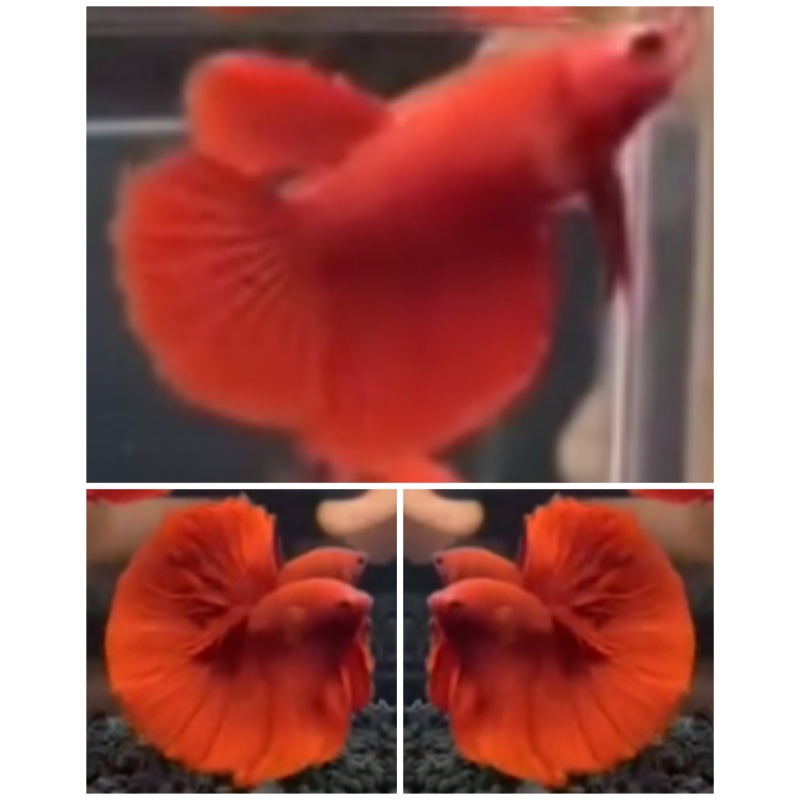 Pair Grade Super Red