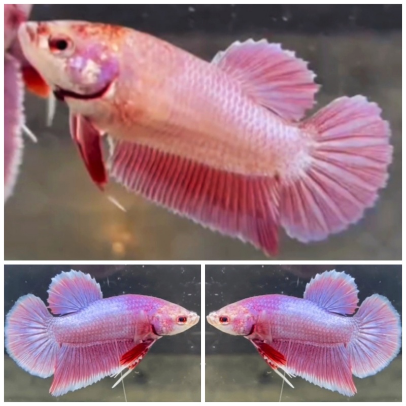 Pair Purple Aurora