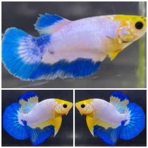 Pair White Scale