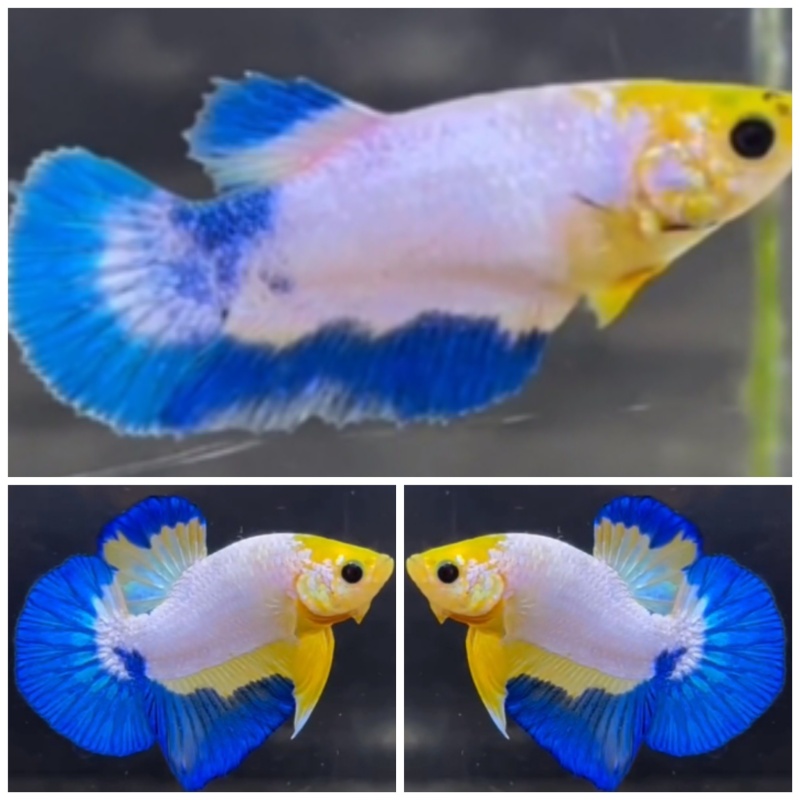 Pair White Scale