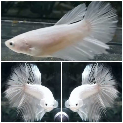 Pair Super White