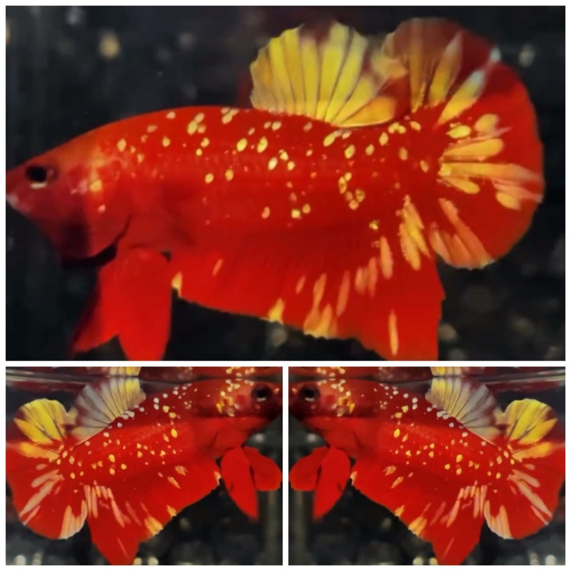 Red Gold Galaxy