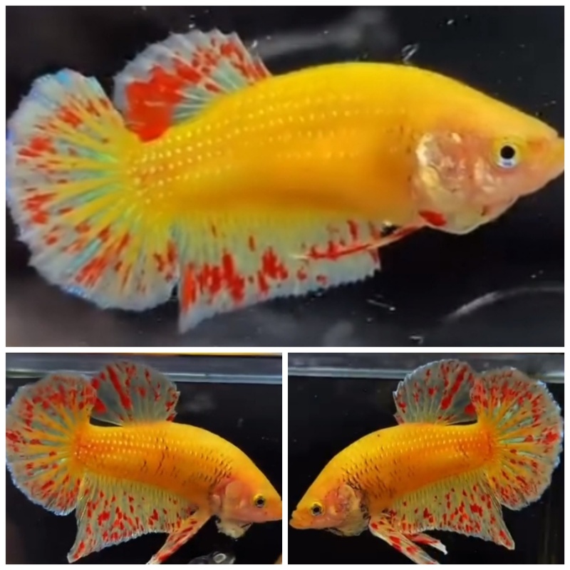 Pair Yellow Vandas