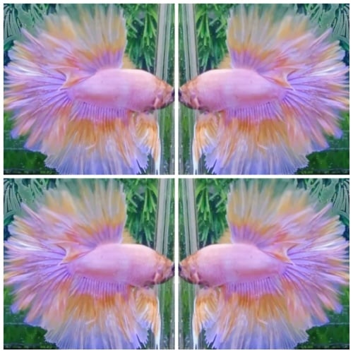 Yellow Pastel Rosetail