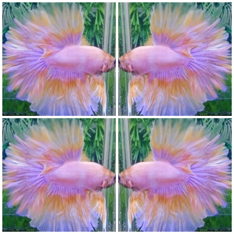Yellow Pastel Rosetail