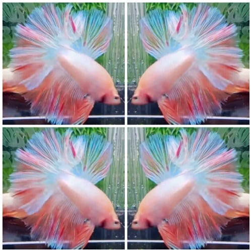 Pink Shimmer Rosetail #1