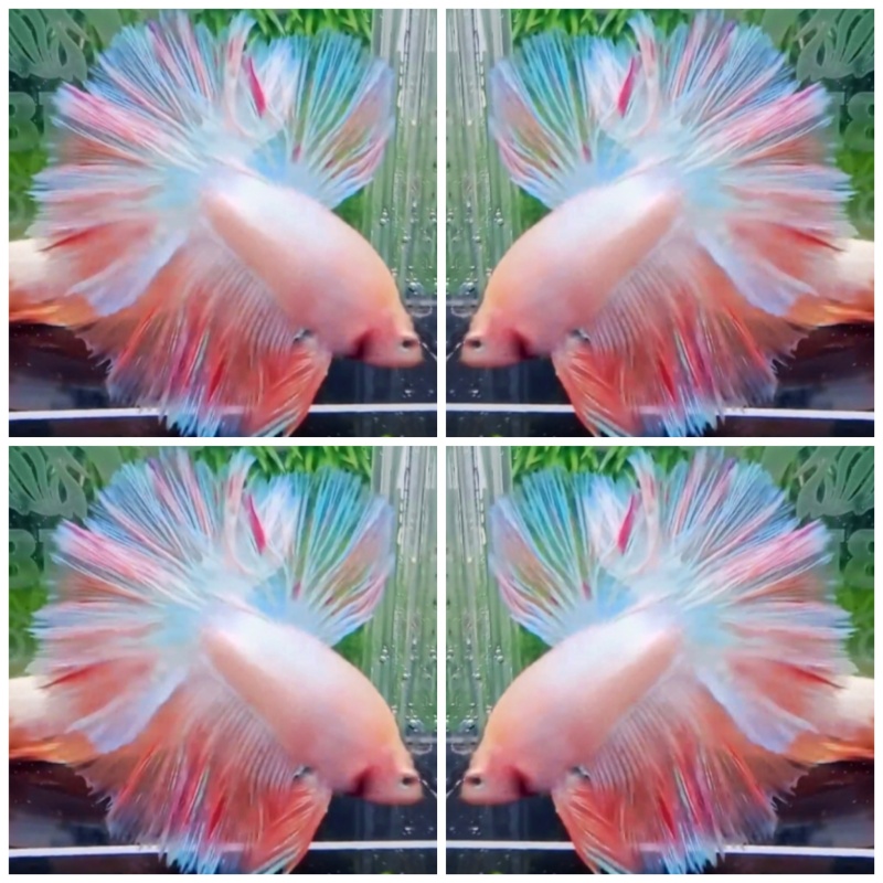 Pink Shimmer Rosetail #1