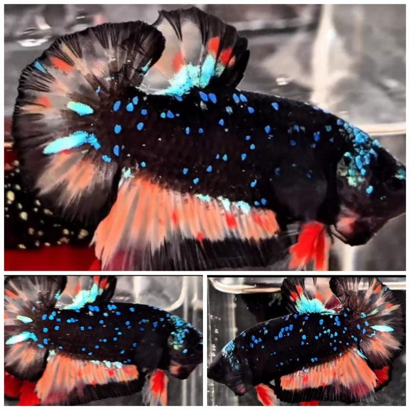 Avatar Nemo