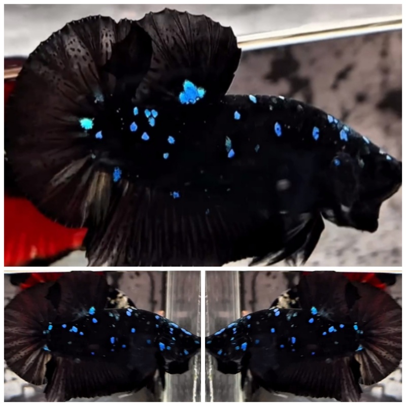 Black Star Galaxy