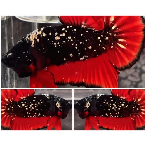 Avatar Red Gold Copper