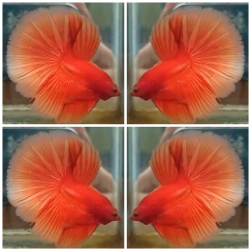Sweet Orange