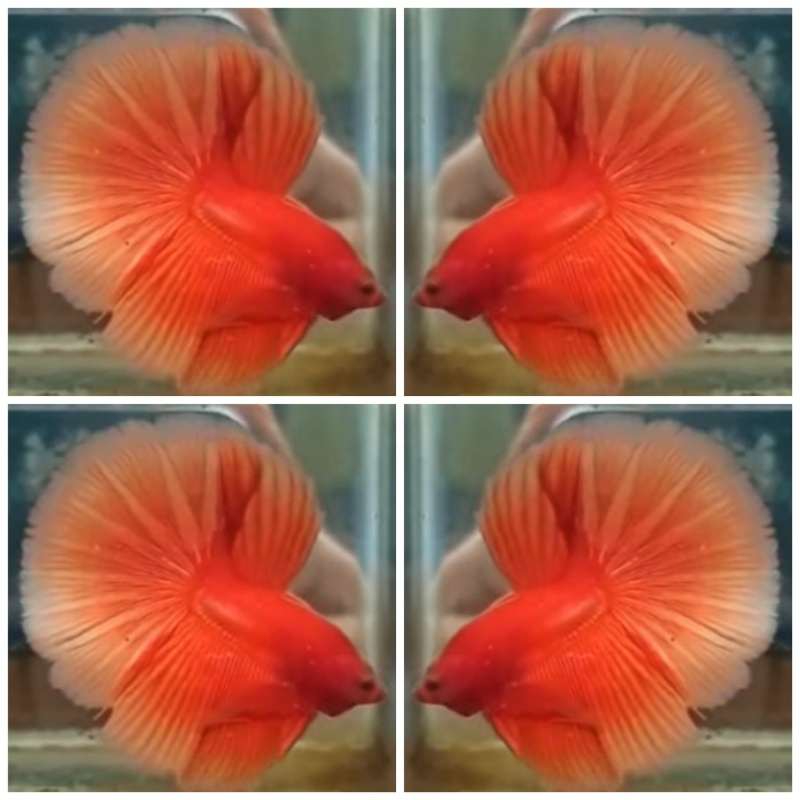 Sweet Orange