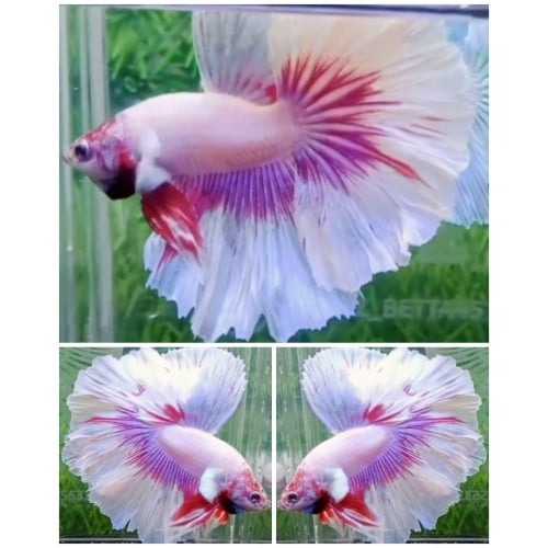 White Pink Rosetail