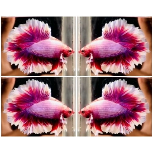 Pink King Rosetail