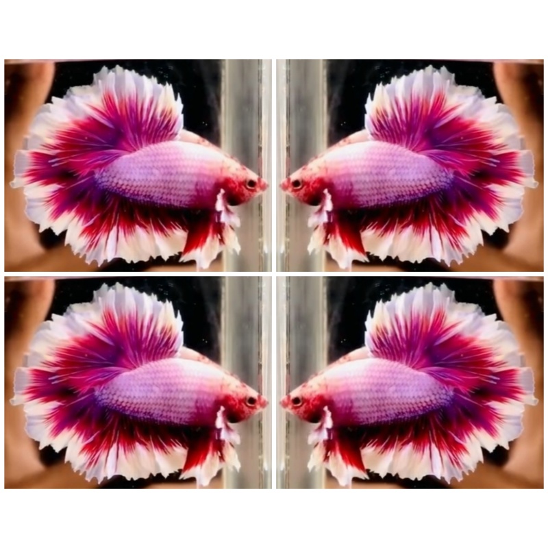 Pink King Rosetail