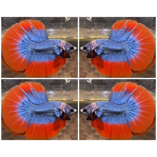 Orange Mascot