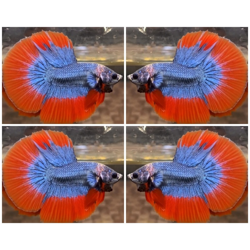 Orange Mascot