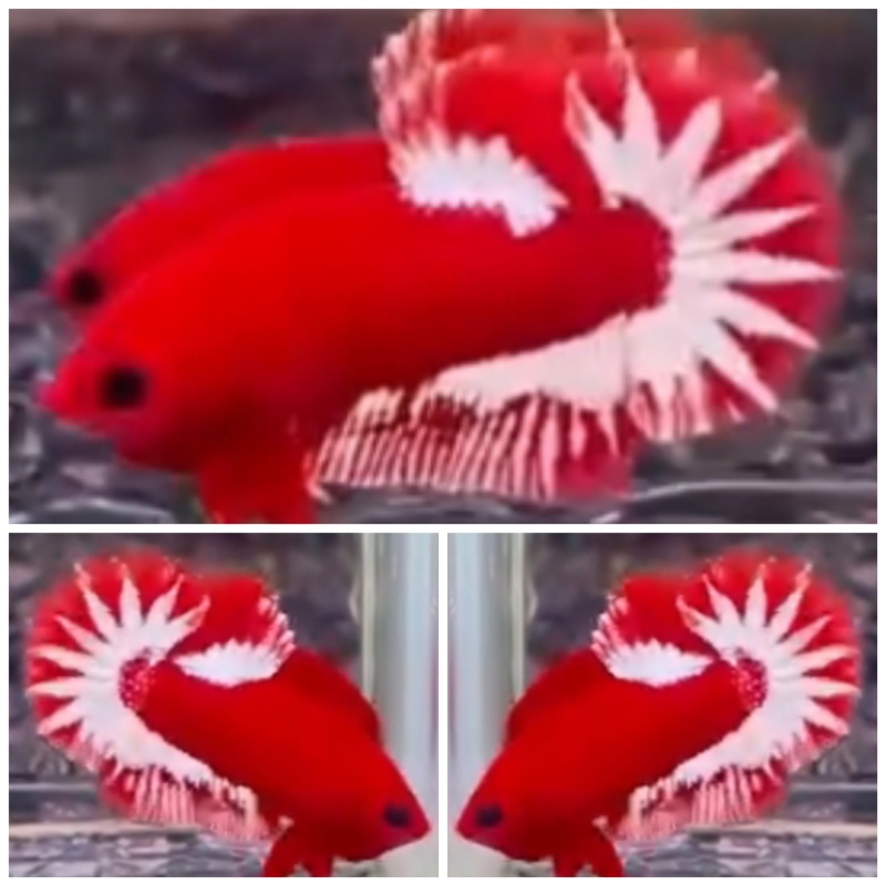 Show Class Red Star Tail