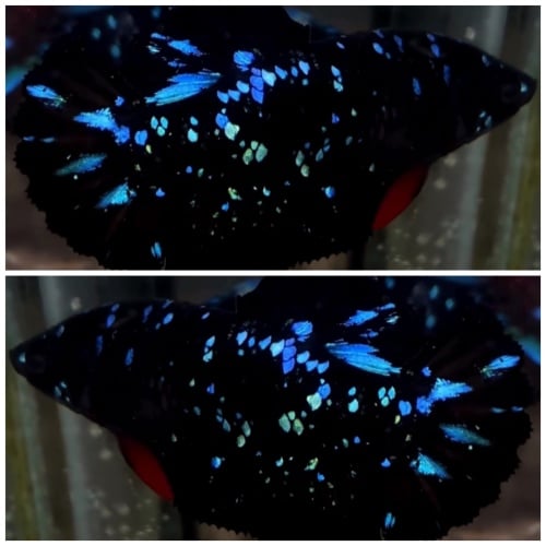 Female Black Star Galaxy