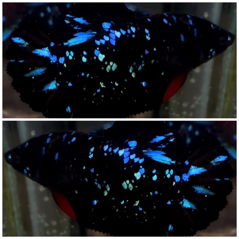 Female Black Star Galaxy