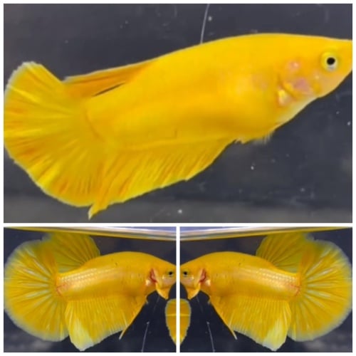 Pair Super Yellow HMPK