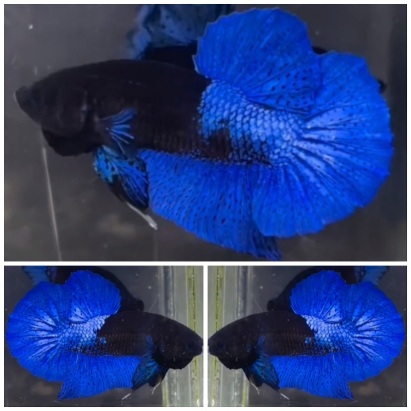 Blue Black Light