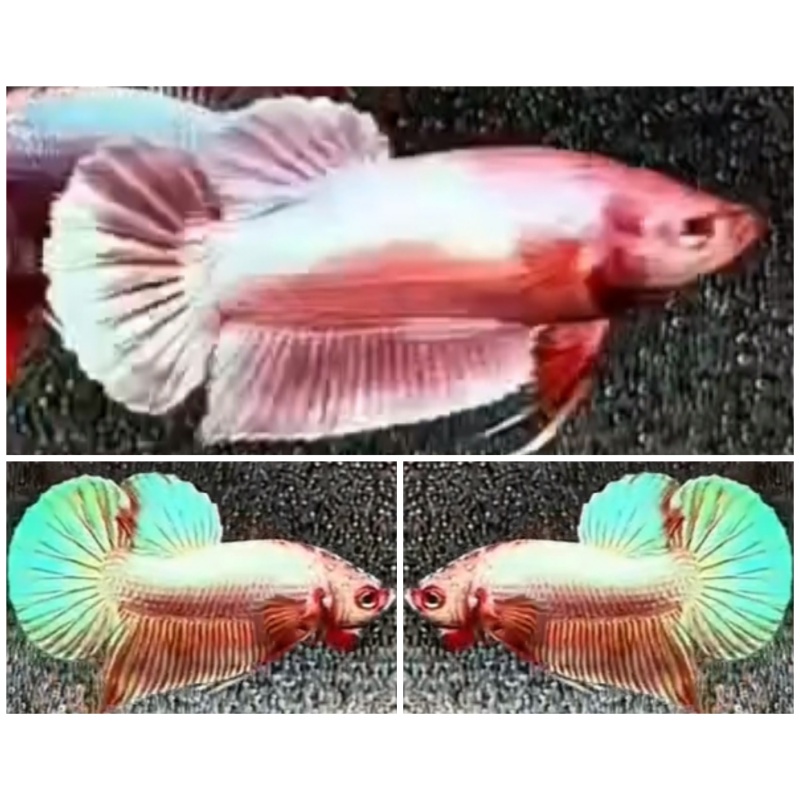 Pair Pink Aurora