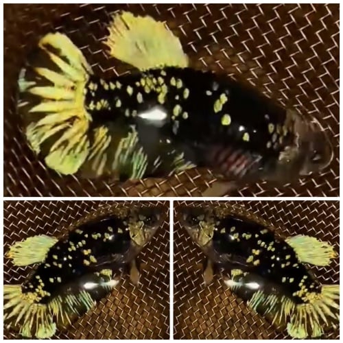 Female Avatar Gold Copper #1