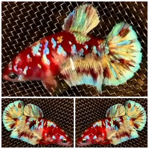 Female Barongsai #1