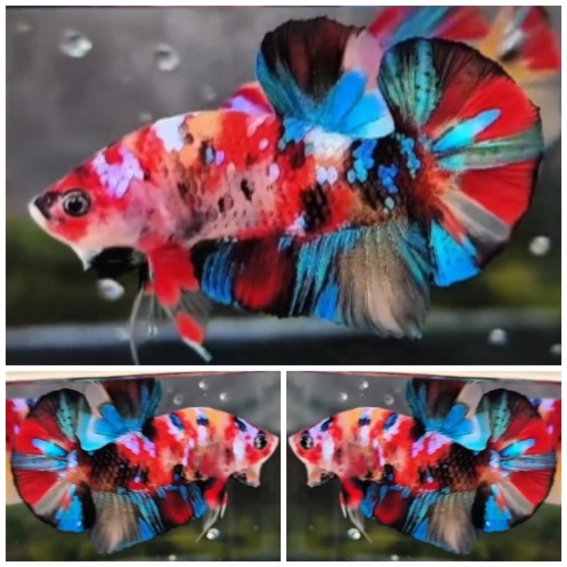 Multicolour Galaxy #3