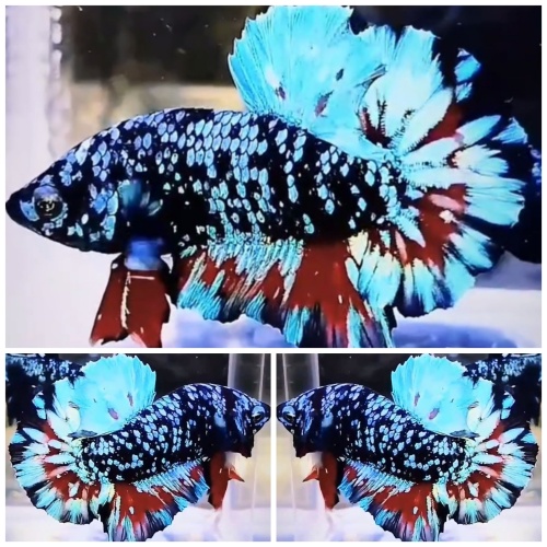 Avatar Monster