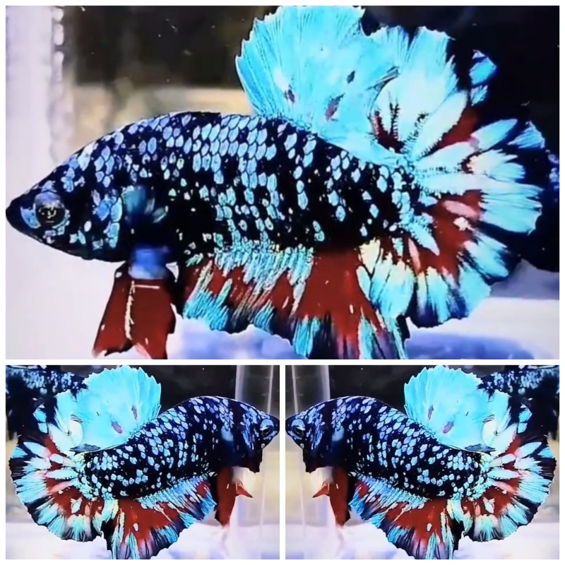 Avatar Monster