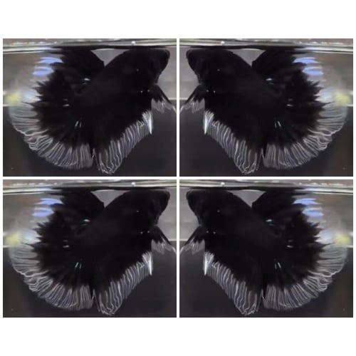 Black Butterfly