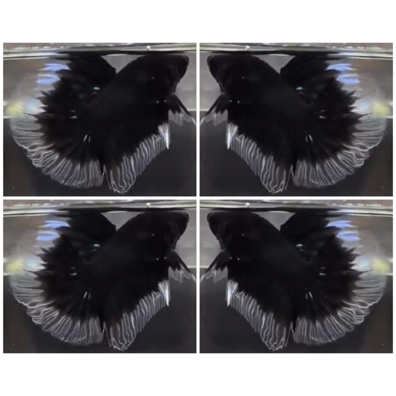 Black Butterfly
