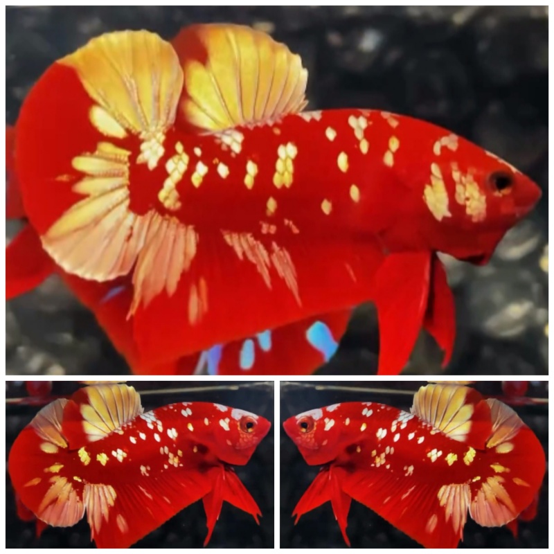 Red Gold Galaxy