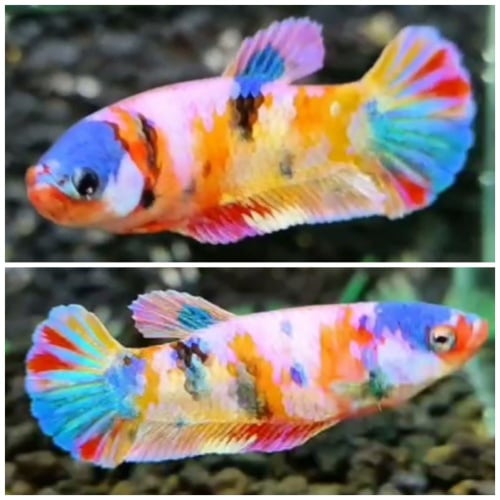 Female Candy