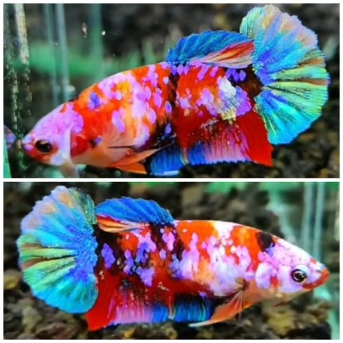 Female Multicolour Galaxy