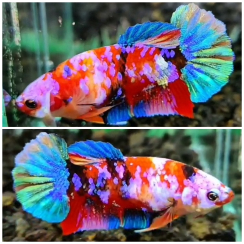 Female Multicolour Galaxy