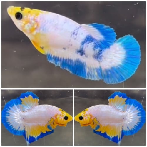 Pair Yellow White Scale