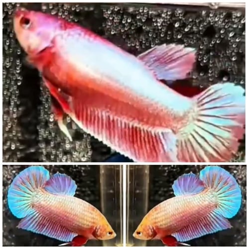 Pair Pink Aurora