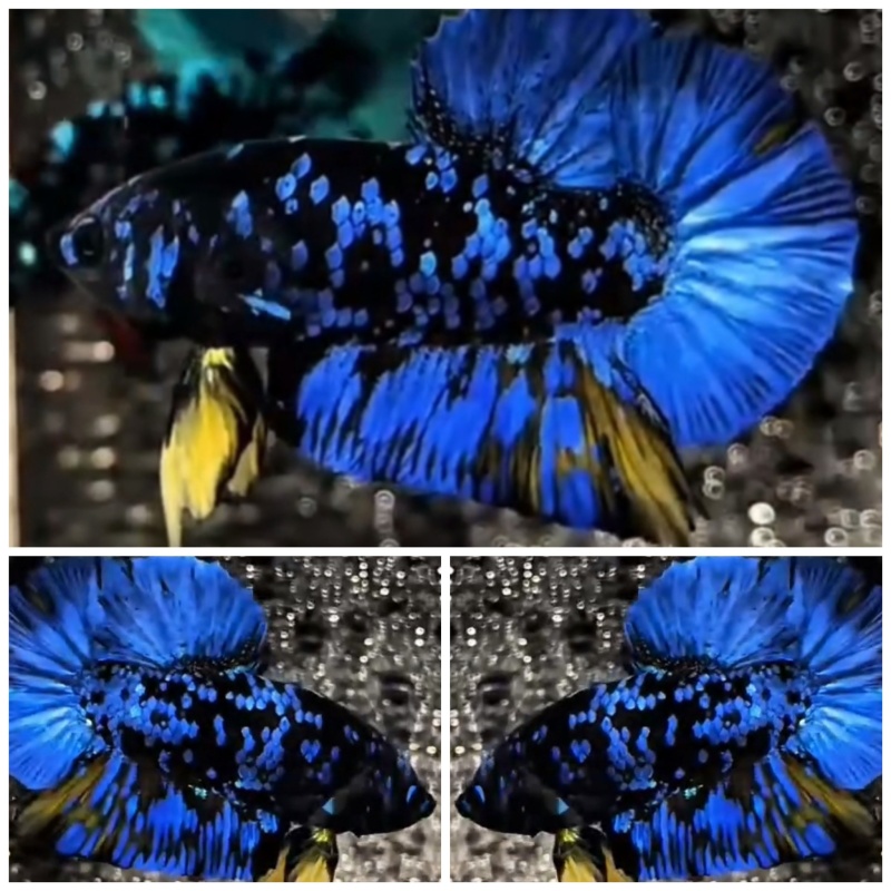 Avatar Blue