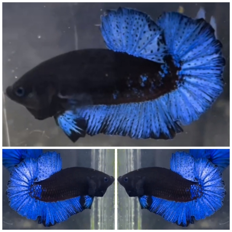 Nice Blue Black Light