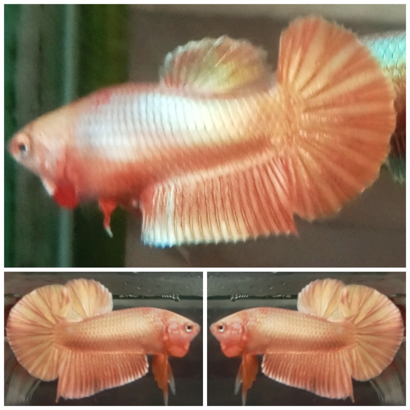 Pair Super Gold