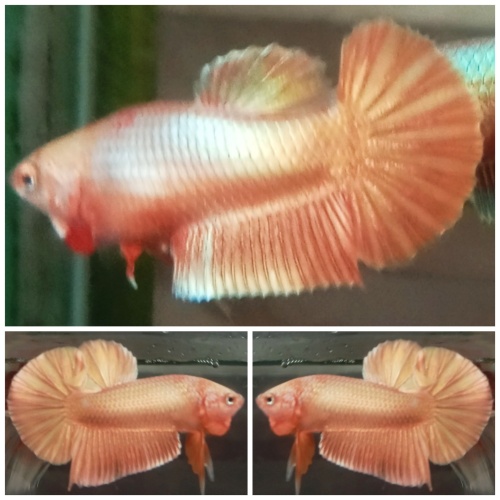 Pair Super Gold