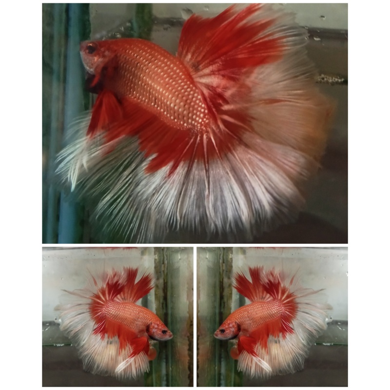 Orange Rose Tail