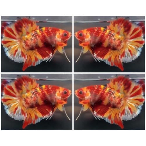 Fire Copper Giant (6cm)