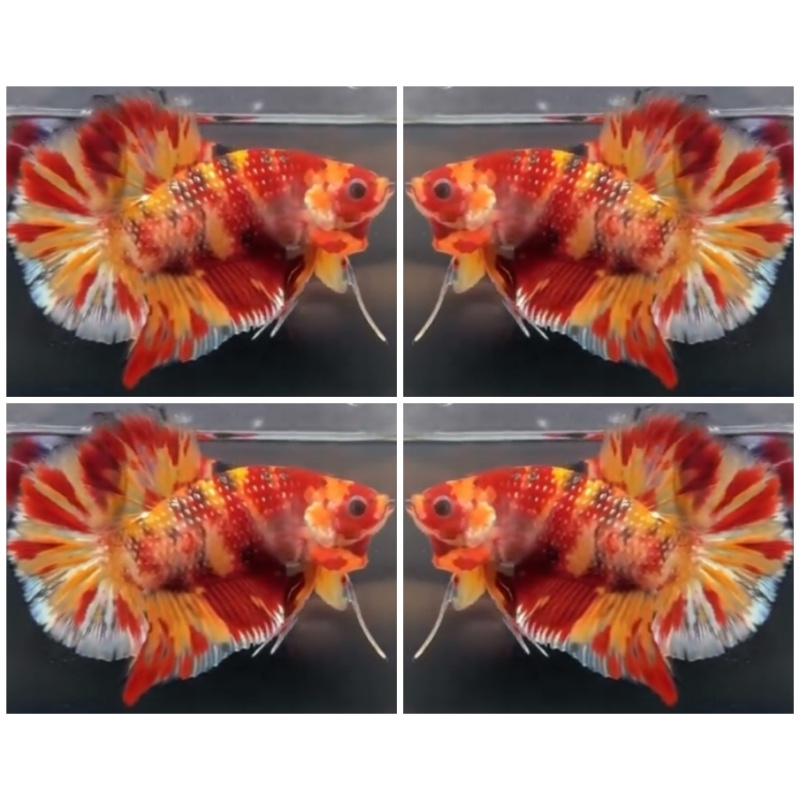 Fire Copper Giant (6cm)