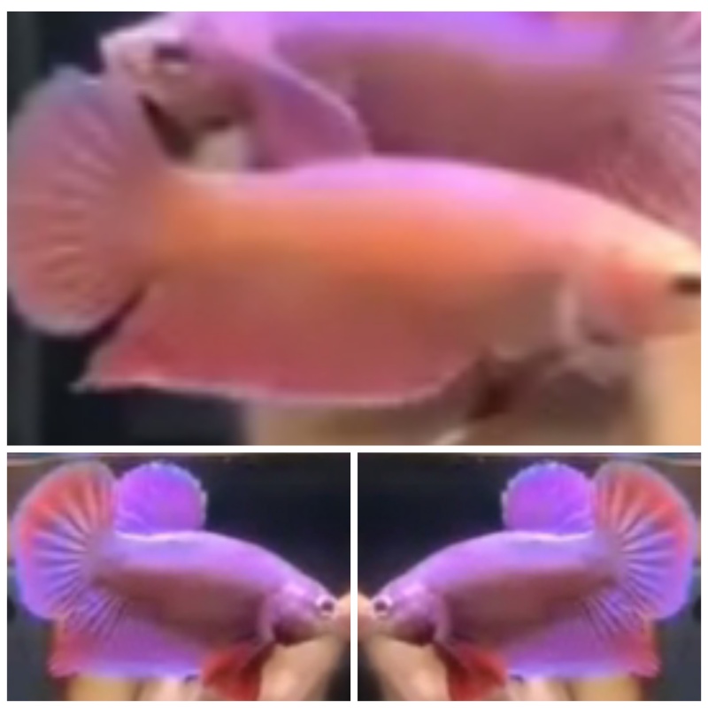 Pair Pink Aurora